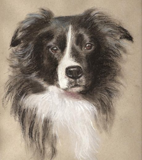 "Charlie" Border Collie by Jane Dunn Astley Corbett